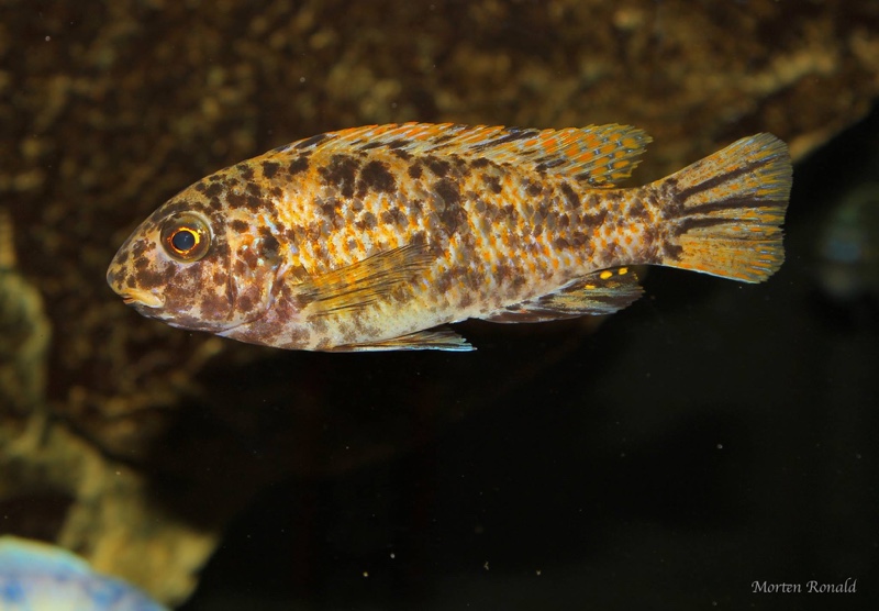 Labeotropheus fuelleborni 'Namalenje Island'